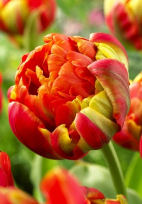 Тюльпан Юник Принцесс (1шт) 7556