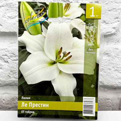 Лилия ЛЕ ПРЕСТИН ОТ гибрид