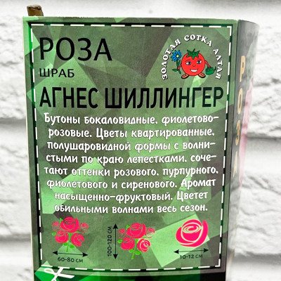 Роза шраб АГНЕС ШИЛЛИНГЕР описание
