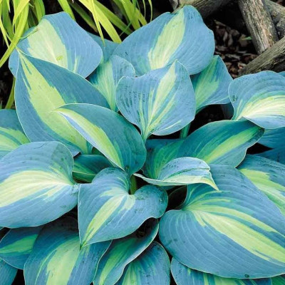 Хоста Минки (1шт)