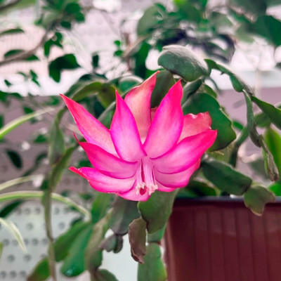 Декабрист саженцы