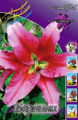 Лилия Бернини (1шт) 246