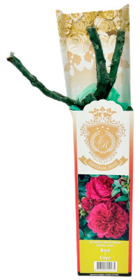 Роза шраб СОУЛ SOUL