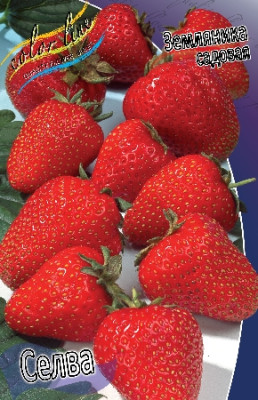 Земляника (Клубника) Селва (5шт)
