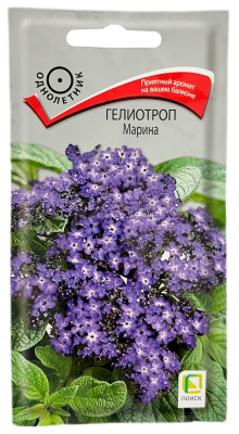 Гелиотроп древовидный Марина ПОИСК