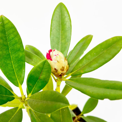 Рододендрон гибридный Хельсински Университет