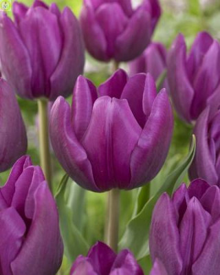 Тюльпан Милка (1шт)