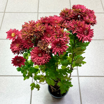 Хризантема саженцы микс (5)