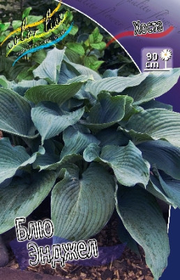 Хоста Блю Энджел (1шт) 2390