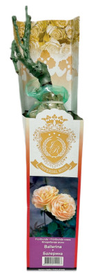 Роза флорибунда БАЛЕРИНА BALLERINA (2)