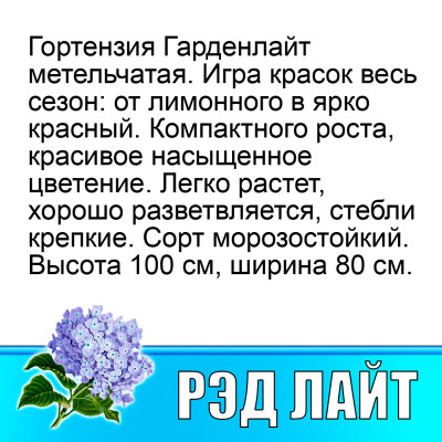Гортензия метельчатая Гарден лайт Рэд Лайт (Р12)