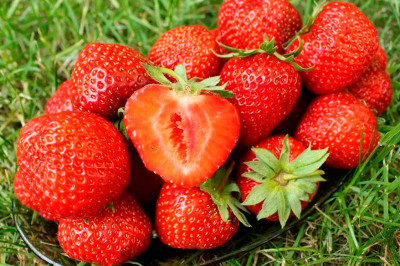 Земляника (Клубника) Пандора в стаканчике