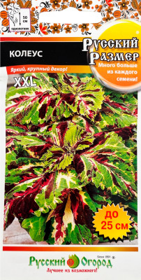 Колеус Русский размер 4шт