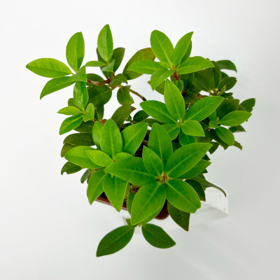 Рододендрон гибридный П. Джи. М. Элит (Р9)