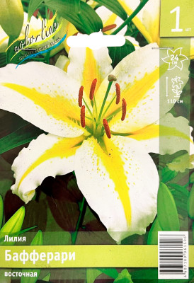 Лилия Бафферари (1шт)