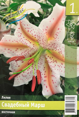 Лилия Свадебный марш (1шт)