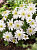 Анемона Уайт Сплендор (10шт) 180