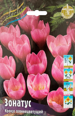 Крокус Зонатус (10)