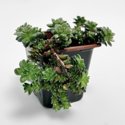 Суккулент саженцы микс (3)