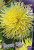 Георгин Йеллоу Стар (1шт) 3601