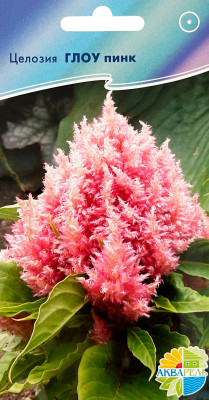 Целозия Глоу пинк Целозия Глоу пинк