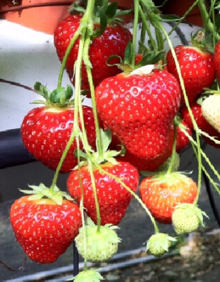 Земляника (Клубника) Вивальди (5) 5526