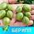 Крыжовник Берилл
