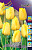 Тюльпан Гарант (1шт) 3336