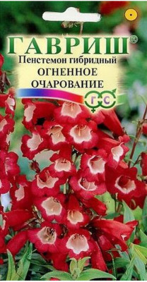 Пенстемон гибридный Огненное очарование* 0,1 г