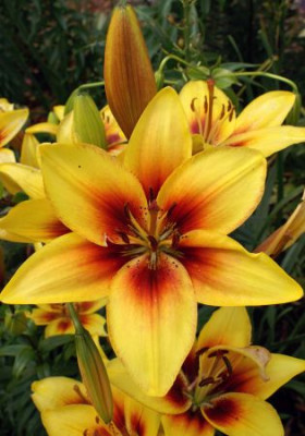 Лилия Гранд Крю (1шт) 174