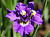 Ирис Дабл Стандарт (1шт)