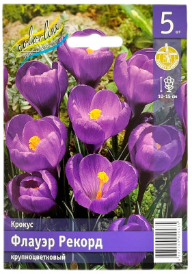 Крокус Флауэр Рекорд крупноцветковый