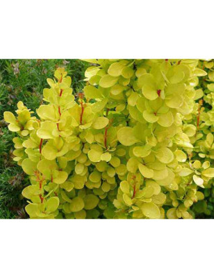 Барбарис тунберга Сансейшн