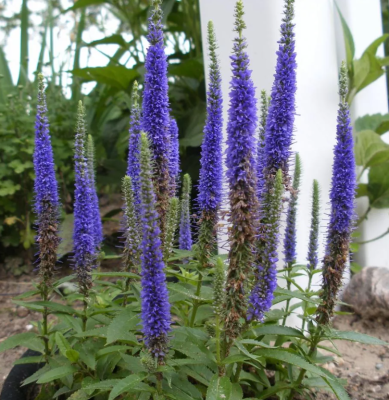 Вероника Санни Бордер Блю (в упаковке 1шт)