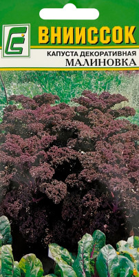 Капуста декоративная Кале Малиновка