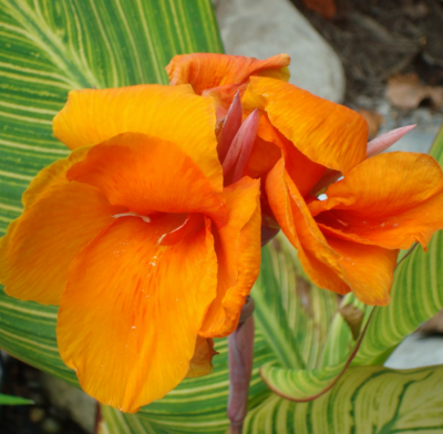 Канна Претория 1шт