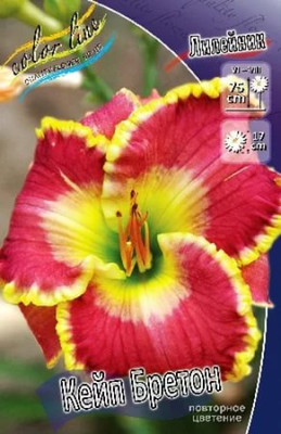 Лилейник Кейп Бретон (1шт) 6976