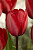 Тюльпан Рэд Импрещшн (1шт) 6157