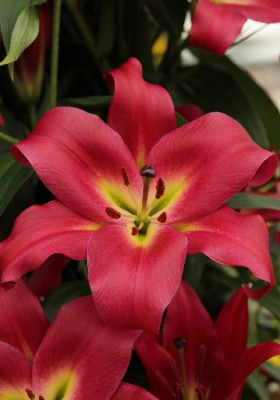 Лилия Муссаси (1шт) 3867