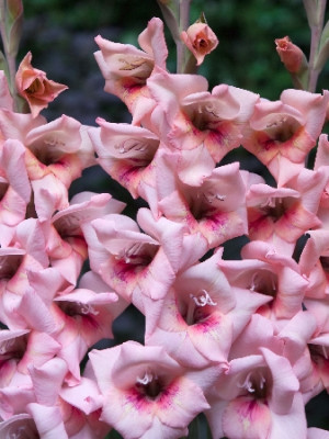 Гладиолус Бастия 1шт