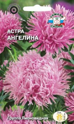 Астра Ангелина