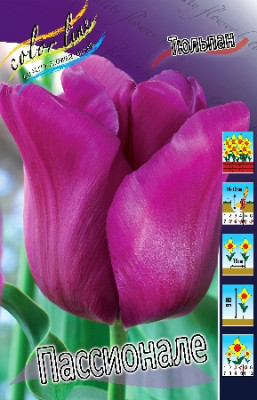 Тюльпан Пассионале (1шт) 3417