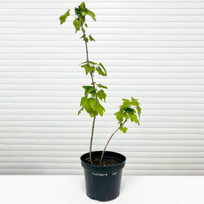 Смородина черная Добрыня