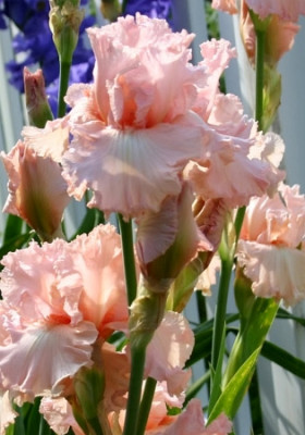 Ирис Германский Хэппенстанс (1шт) 6321