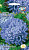 Астра Озеро королевская (карликовая голубая)