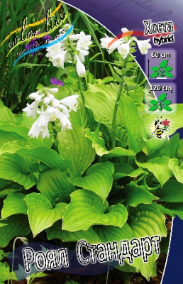 Хоста Роял Стандарт (2шт) 2369