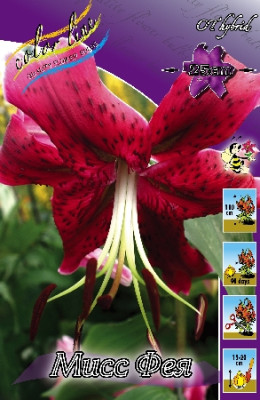 Лилия Мисс Фея (1шт)