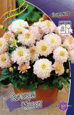 Потгеоргина Геллери Монет (1 шт) 3969