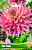 Георгин Хай Енд (1шт)
