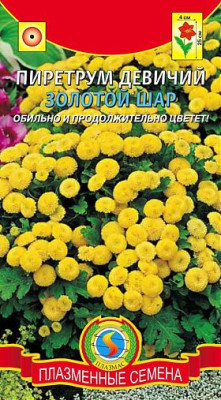 Пиретрум Золотой шар